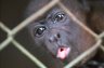 Mantled Howler Monkey (<em>Alouatta palliata</em>) juv., Zoologico Nacional, near Carretera Masaya-Managua, NICARAGUA